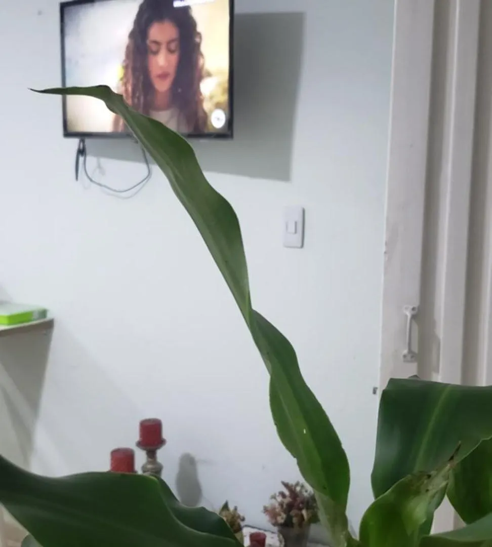 Mom'S Apartment Family Business 卡利